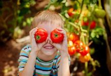 فوائد الطماطم للأطفال
