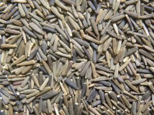 الكمون المر