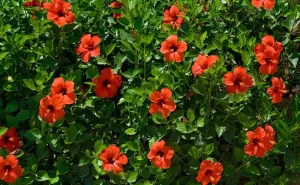 وصفات لتطويل الشعر