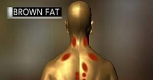 كيفية زيادة الدهون البُنيَّة