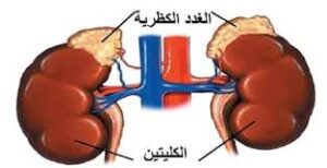 علاج الغدة الكظرية عند النساء