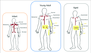 كيفية زيادة الدهون البُنيَّة