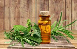 زيت شجرة الشاي للقمل