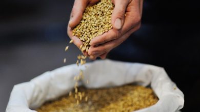 فوائد الشعير