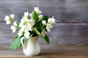 نباتات تجلب الطاقة الإيجابية