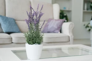 نباتات تجلب الطاقة الإيجابية