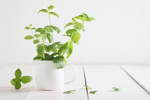 نباتات تجلب الطاقة الإيجابية