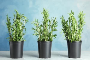 نباتات تجلب الطاقة الإيجابية