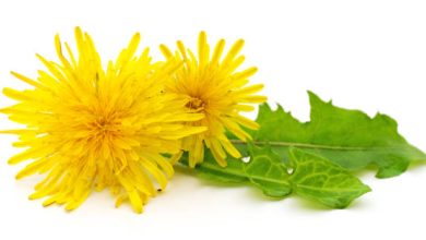 فوائد الهندباء للبشرة